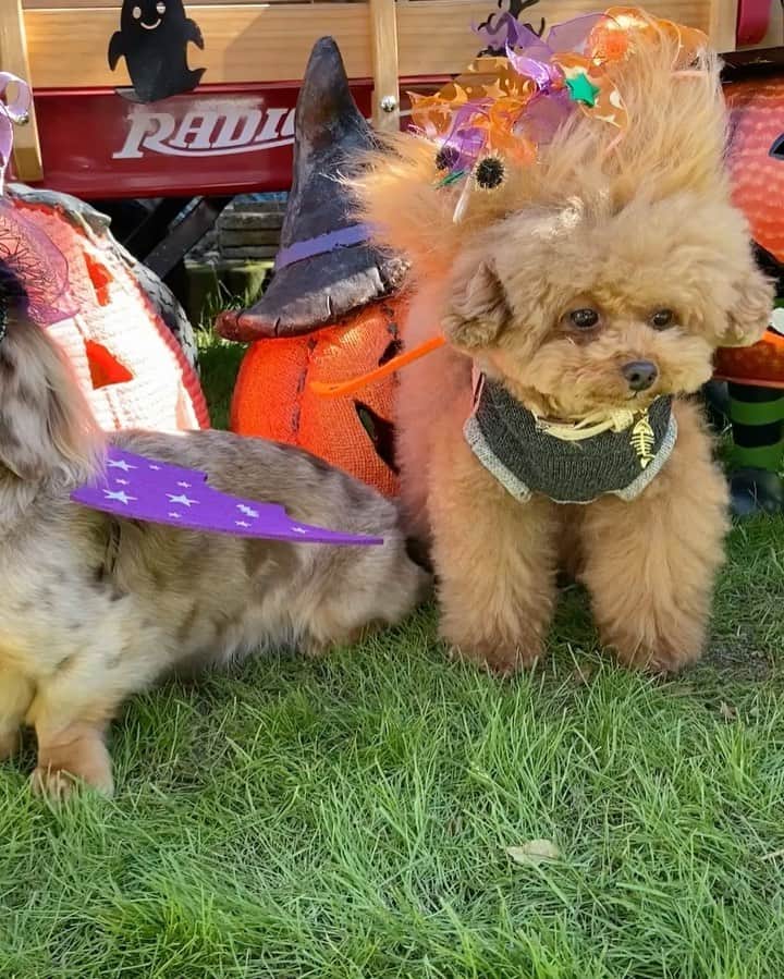 のインスタグラム：「32oneハロウィン🎃パート1 ドッグランでヘンチクリンな格好してる2人🤣 いつもお散歩で仲良くしてくれてる 足の短か〜いポンちゃんと😂 勿論、ドッグランは子熊3兄妹の聖地🐻?! おかしなマスターがいる @info32wan  ポンちゃん足が短いから🤩 立ってるのか座ってるのか分かりにくいけど😂👍 しらすがスタイル良く見えないか心配だわ🤣🤣💦 スタイル悪く見えるのは子熊といる時ね🤣😛 そんな子熊達… 1年以上会ってないんだよね😱 コロナ…コロナ…緊急事態… お散歩友達もヘンチクリンな格好するの好きで良かった〜❤️👍 頭に乗せてるチャラチャラは本来首に巻くやつね✨ だってこれしか持ってないんだもん🤣 首にはこの前巻いたから 頭に乗せるしか思いつかなかったの〜 ・ ・ ・ #toypoodle#toypoodlegram #pets #pup#わんちゃん#lovedog #ハロウィン#dogsofinstagram  #トイプードルカット#instapoodle #prettydog #petlovers #いぬ#もふもふ#いぬのいる暮らし #いぬすたぐらむ #しらす先輩#わんちゃん #poodlelover #トイプー #instagrammer #inu #癒しわんこ #poodlepuppy#cute#minidog#ティーカッププードル#with#ゆるキャン #トイプードルレッド」