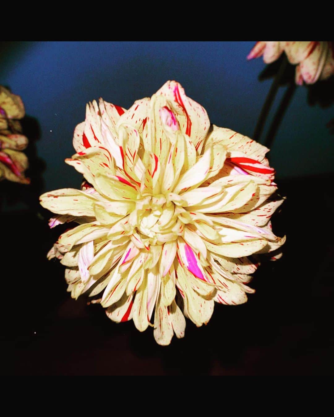 磯村勇斗のインスタグラム：「.  フラッシュ📸🌼」