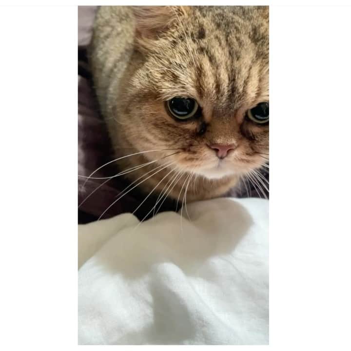 中島早貴のインスタグラム：「あまえんぼう猫🐱。 #ルナとの暮らし」