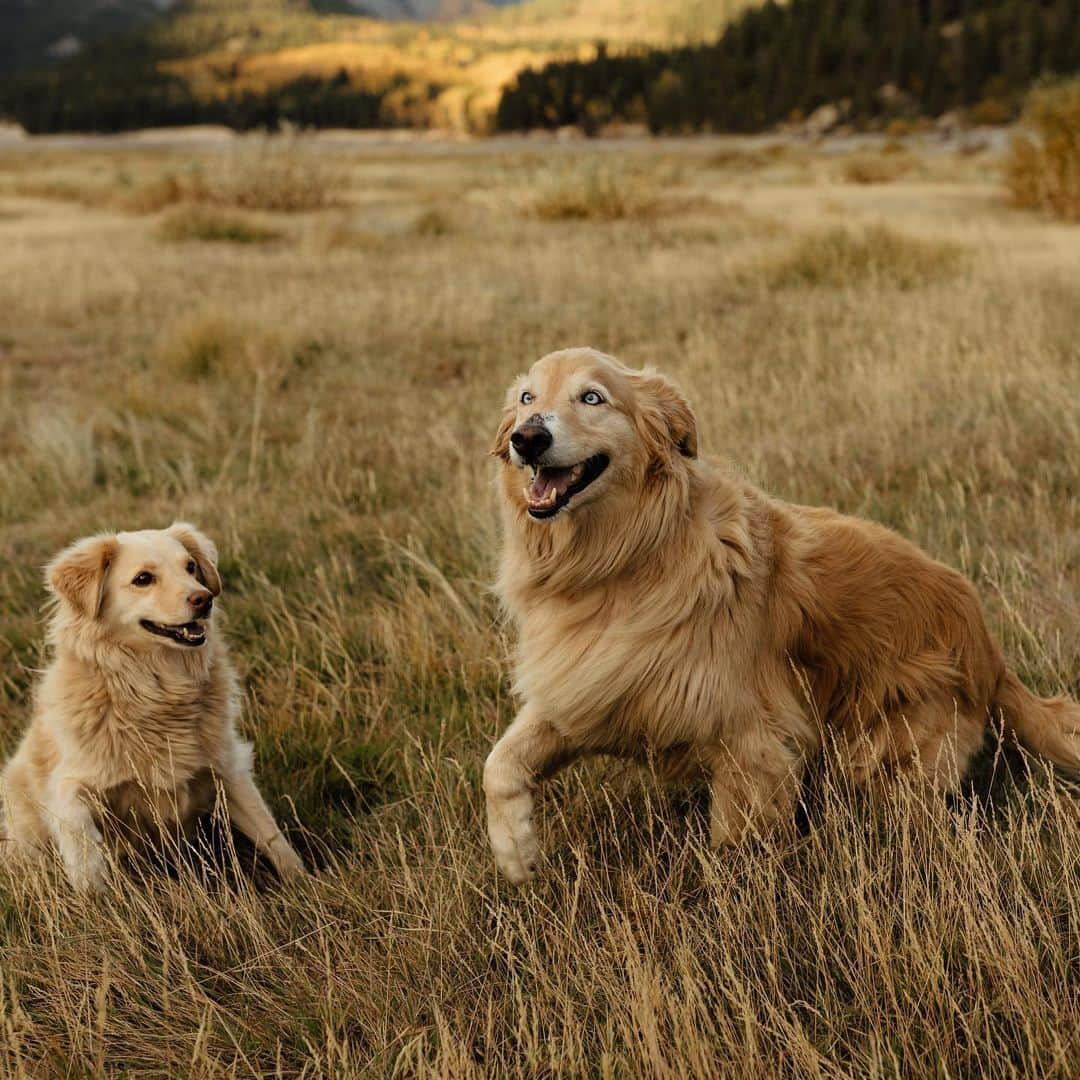 ブリタニー・ロジャースさんのインスタグラム写真 - (ブリタニー・ロジャースInstagram)「did you honestly expect that the dogs wouldn’t be the stars of our engagement shoot???  i am OBSESSED @maloriereiterphoto 😭🧡」10月26日 3時07分 - brittyrogers