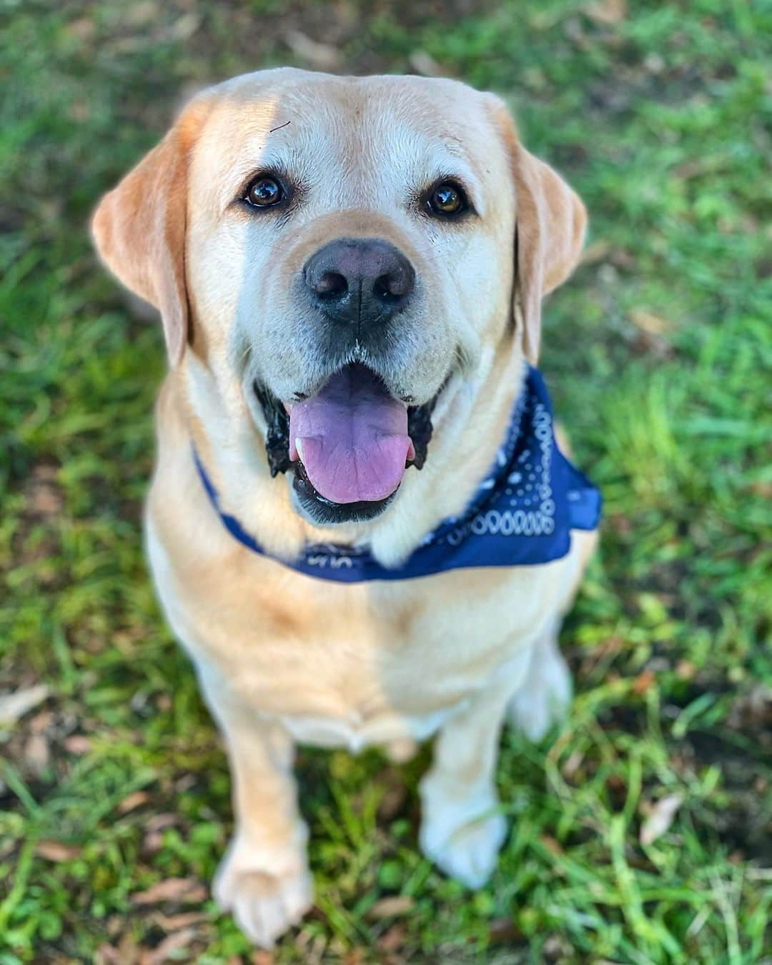 Huckさんのインスタグラム写真 - (HuckInstagram)「Fall feelings 🍁🍂🍃🌞 . . . . . . . #talesofalab #yellowlabsquad #englishlabrador #fab_labs_ #labrador_class #worldofmylab #labphotooftheday #yellowlabs #yellowlabsofinstagram #labsofinstagram #instalab #thelablove_feature #englishlab #dogsofinstagram #labs_of_insta #luvablelabsofinsta」10月26日 8時46分 - yellow_lab_named_huck