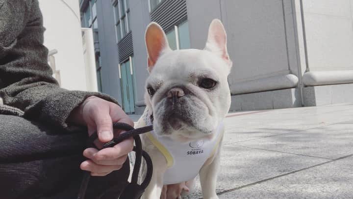 Ham-chanのインスタグラム：「#frenchbulldog #frenchies #hamchan #hamham #フレンチブルドッグ #フレブル #はむはむ #はむちゃん  お散歩終了😊🐶💦」