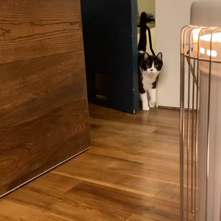 のインスタグラム：「ドアの開けかた #猫ドアあるのに #顔面ねじ込むスタイル #すごい開け放って #悪びれた様子もなく #鼻歌まじりの顔すな」