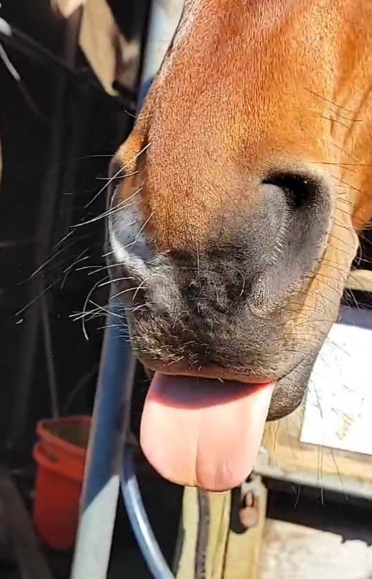 林伸伍のインスタグラム：「😛」