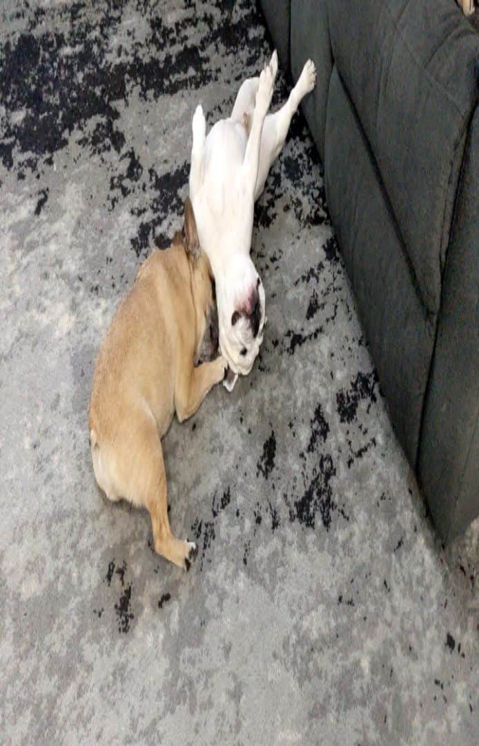 Manny The Frenchieのインスタグラム：「Probably how i got my ear hematoma...Love to romp and Liam always nibbles on my ears! 🙄 Notice Filip on the couch wanting no part of the shenanigans 😂」