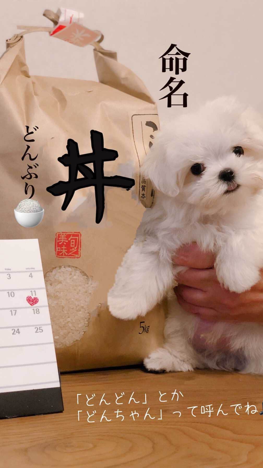 のインスタグラム：「…🐶🍚 . . . 丼ちゃん成長記録 Part1🐶🍼💕 . . まさよがペットショップで可愛いシーズー🐶がいたと言うので、家で寝ていたのにわざわざ見に行った👀 (まさよはお迎えする気満々でした) そしたら、さっきはいてなかったマルチーズが…それが丼ちゃんとの出会い🐶💗💗🔫 . . 出会ったその場で即決🐶✨ でも、お値段がびっくりするほど高かった😯‼️ 家、車以外の買い物で一番高かったかも？！ 最近特にマルチーズが高くなってる😅 . . お迎えする日になっても名前が決まらず… 次お迎えする子は“新米“と決めてたのにまさよが中華のテイクアウトのメニュー見て“丼”ってひらめいた🐶✨ このインスタでみんなからのご意見を聞きながら、やっと決まった❗丼ちゃん❗😂😄😆 . ないとは思うけど、おかゆの子どもなら、おかゆの大好きなお菓子の“ぼうろ”ちゃんと決めてます❗🐶⚪🤣 . . . 心配ごとが… おかゆともっちとの初ご対面🐶🐶🐶 失敗…😣😲 おかゆともっちと仲良くなれるのか？！ . . 続く…🙋🏻‍♀️🙋🏻‍♂️ . . . #成長記録  #maltese #maltesepuppy #malteselovers #malteselife  #puppy #puppyoftheday #puppylife  #パピー #子犬 #子犬のいる暮らし #こいぬ #こいぬのいる暮らし #okayusan  #エブリドッグ #こいぬすたぐらむ #PECO #happydog #dogstagram #doglover #doglife  #マルチーズ #マルチーズパピー #マルチーズインスタグラム #cutedog #instadog  #マルチーズ部  . .」