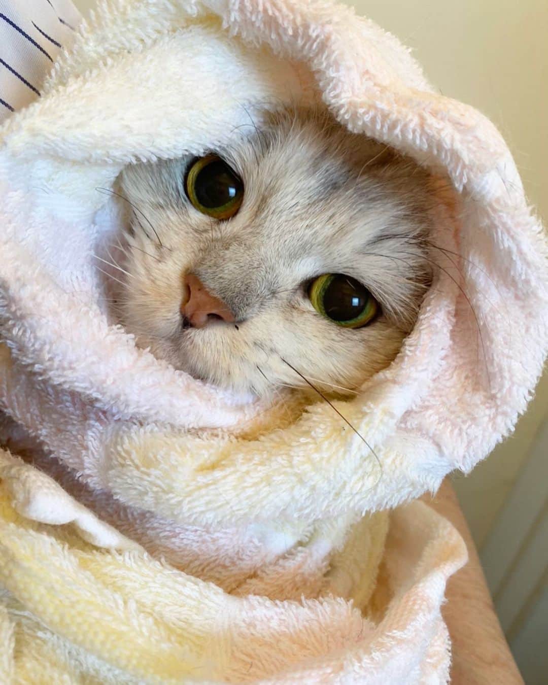 JOYのインスタグラム：「サロンで全身洗ってもらってタオルに包まれるびょーちゃん😎✨ 満足したんだか不満なんだか、なんとも言えない表情を浮かべてます。笑  #可愛い #可愛い #可愛い #結局のところ #可愛い #猫の番組やりたい #みんなで癒されよう #つまりまとめると #可愛い」