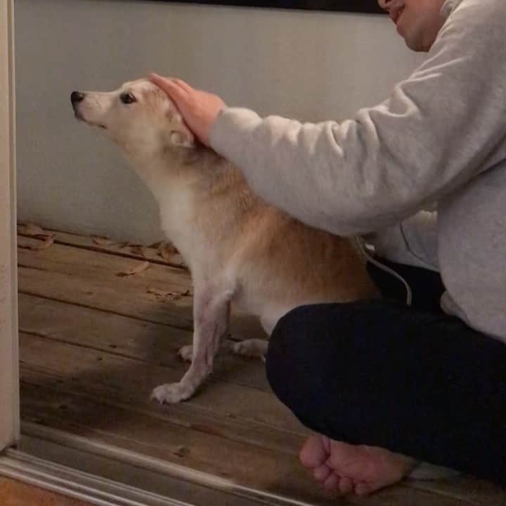 柴犬リリコのインスタグラム：「夜に洗われたワン🧴🛁🚿🐶💦」