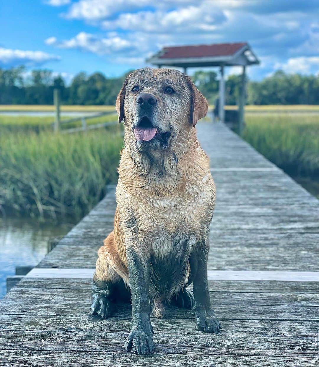 Huckのインスタグラム：「How did I get so muddy you may ask?  . . . . . . . #talesofalab #fab_labs_ #yellowlabsquad #yellowlabsofinstagram #dogsofinstagram #worldofmylab #labrador_class #englishlabrador #labsofinsta #luvablelabsofinsta #labradorsofinstagram #justlabradors #labs_of_insta #yellowlab #happywednesday #labradorsofig」