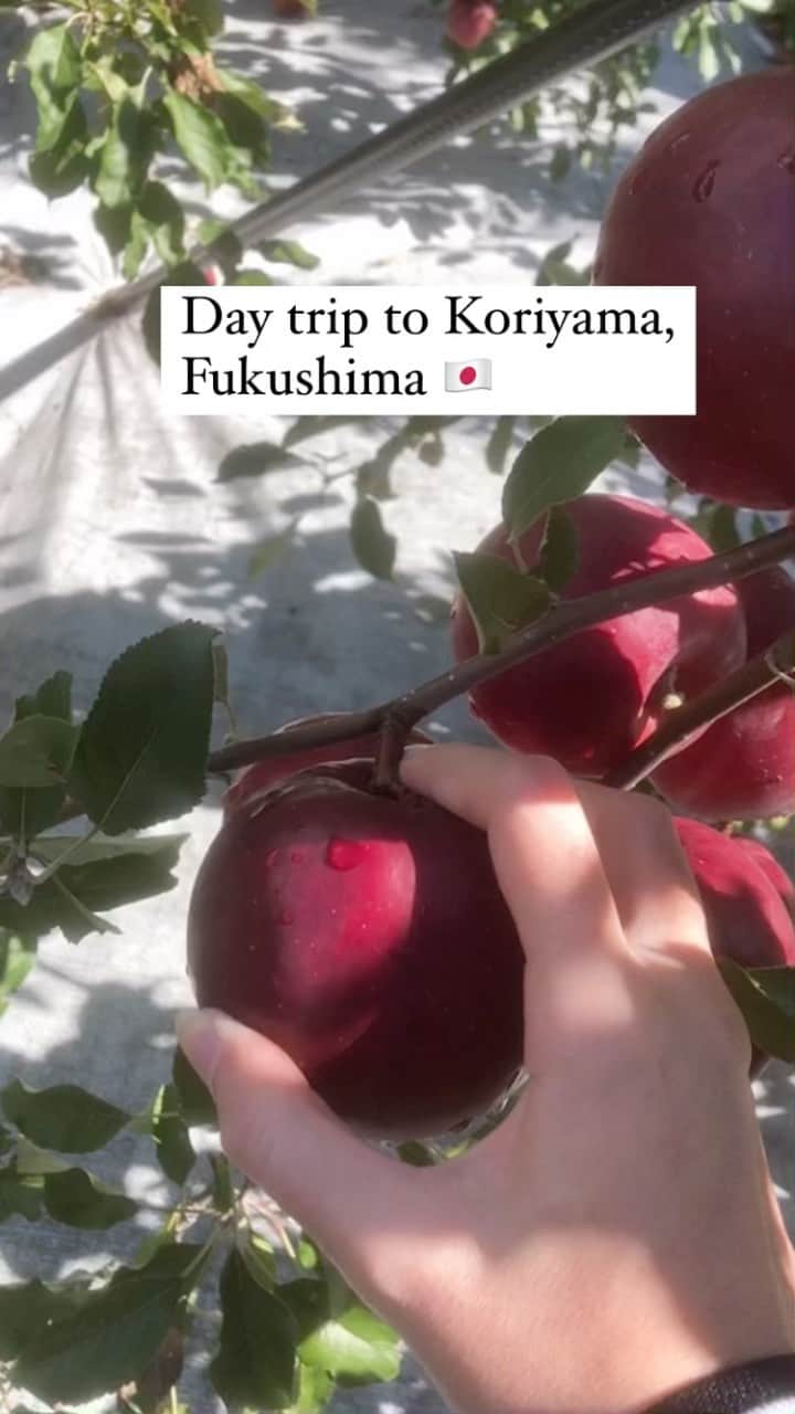 Jade Furutaのインスタグラム：「郡山(福島県)の日帰り旅行😍🚅Fukushima is famous for their yummy fruits, and I’m so happy I got to try some at this fun day trip❤️ Started the day taking the bullet train for about 1h20 mins, then going to a beautiful apple farm by a private bus🥰   Aside from apple picking, I also got to taste different types of fruit cider, and a lunch course which all dishes where made with with fresh apples 🍎yuuuum🙏🏼☀️  Tour by: Magonote Travel Location: Fruit farm Kato Chef: Ryota Hayashi / Wagyu pro   #magonotetravel #foodcamp ♯Outdoorrestaurant #tohokufood #tokyodaytrip #shinkansendaytrip #applepickingjapan #fukushimatourism  #旅インスタグラマー #tohokutrip」