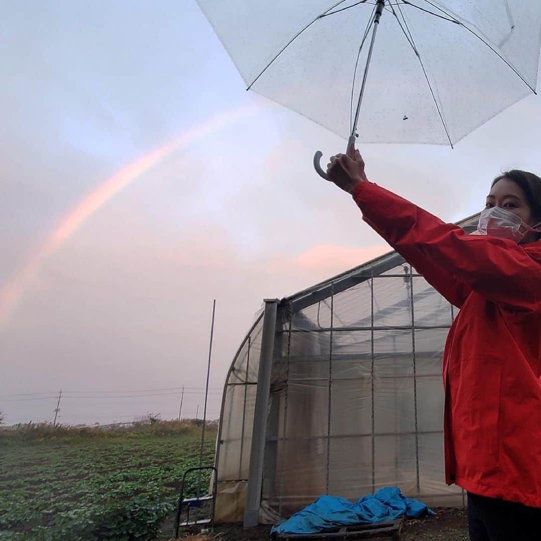 下村彩里さんのインスタグラム写真 - (下村彩里Instagram)「茨城にあるトマト農園🍅 石油の高騰の影響は、農家にも...  美味しいトマトを育てるために欠かせないのは、温度管理。  冬場も広いハウス内の温度を13℃くらいに保つ必要があり、どうしても暖房が必要になります。  こちらの#菅谷農園 では、 冬は１ヶ月に約3000ℓの重油を消費するそうです。  トマトを作る 菅谷さんによると 去年は1ℓ50円台後半だったものが、最近は1ℓ80円台90円台に....  更に#肥料 やハウスに使う#ビニール#鉄骨  なども値上がりしているということで、 石油の高騰の影響が色々な所に波及していることが分かります。  菅谷さんは 『節約の為に温度設定を下げることは、 トマトの品質に関わることなので、なかなか難しい。 お客さまに選んでもらえる、美味しいトマトを作りをして、なんとか乗り越えていきたい』 とお話されていました。  様々な影響を受けながらも、 出来るだけトマト自体の値上げに繋がらないよう、試行錯誤していらっしゃる姿が印象的で、心から応援したい気持ちになりました。  負担が減って、 美味しいトマトが多くの人の手に届くようになりますように。  #菅谷農園　@sugayafarm  #つやつや #トマト #ミニトマト を作っているのは #26歳　 #菅谷俊之輔 さん☺️✨ #ありがとうございました #最後の写真は #取材後 #ハウスの外にでたら #虹🌈　が！🥺  . . #下村彩里 #テレビ朝日#報道ステーション#フィールドリポーター#テレビ朝日アナウンサー#取材#インタビュー#トマト農園#感謝」10月28日 16時56分 - sairi.shimomura_ex