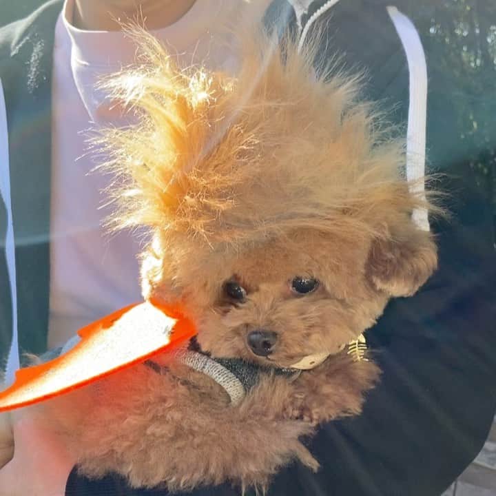 のインスタグラム：「しらす先輩ハロウィンパート2..完結‼️ パート2をすっかり忘れて…😅 日々ハリーポッターゲームに明け暮れてる母ちゃん🤣✨ アメリカの前大統領の🃏♥️♦️♠️♣️を 意識してます😄 と、思ったらこんなにもふもふ毛は無かった💦🦱  しらすの哀れな顔がいいね👍 @info32wan  ・ ・ ・ 📌しらす先輩卓上カレンダー 楽天、Amazonでも販売してます。 @sirasusenpai  プロフィールにリンク🔗貼ってます😌 ・ ・ ・ #toypoodle#toypoodlegram #pets #pup#わんちゃん#lovedog #ハロウィン#dogsofinstagram  #トイプードルカット#instapoodle #prettydog #petlovers #いぬ#もふもふ#いぬのいる暮らし #いぬすたぐらむ #しらす先輩#わんちゃん #poodlelover #トイプー #instagrammer #inu #癒しわんこ #poodlepuppy#cute#minidog#ティーカッププードル#with#ゆるキャン #トイプードルレッド」