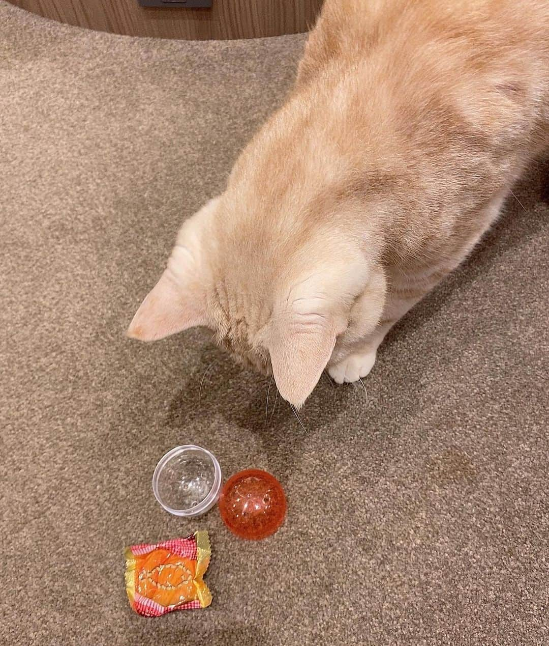 藤堂なえみさんのインスタグラム写真 - (藤堂なえみInstagram)「猫カフェ💕  嬉しいアイテム❗️ ガチャガチャのプチおやつ😻❤️  猫ちゃん達はおやつってわかってるのか ２枚目めっちゃ見てます😻😻  4枚目は手がもふもふしてて 幸せでした🐾✨ もふりたい🌼🌼  いっぱい集まって可愛かった👑  #猫カフェmocha #猫カフェ #pr #渋谷猫カフェ #渋谷カフェ #ねこのいる暮らし #猫の日常 #漫画 #ゲーム #マッサージチェア #ソフトドリンク飲み放題 #ガチャガチャ #幸せ #癒しの空間 #いやしねこ」10月28日 20時56分 - naestagramdayo