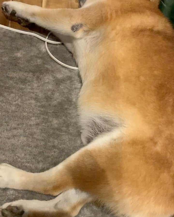 shibainu berryのインスタグラム