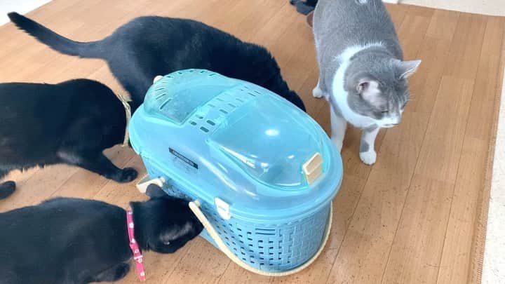猫カフェきぶん屋のインスタグラム