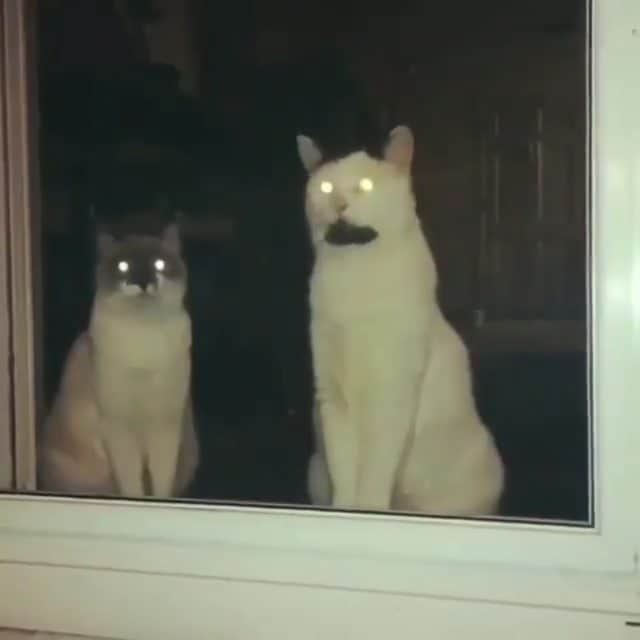Garyのインスタグラム：「It was a dark and stormy night #throwbackthursday fun fact: I searched my cloud photos/videos for "raccoon" and this didn't show up but a bunch of Margo pictures did and she's so fucking pissed right now」