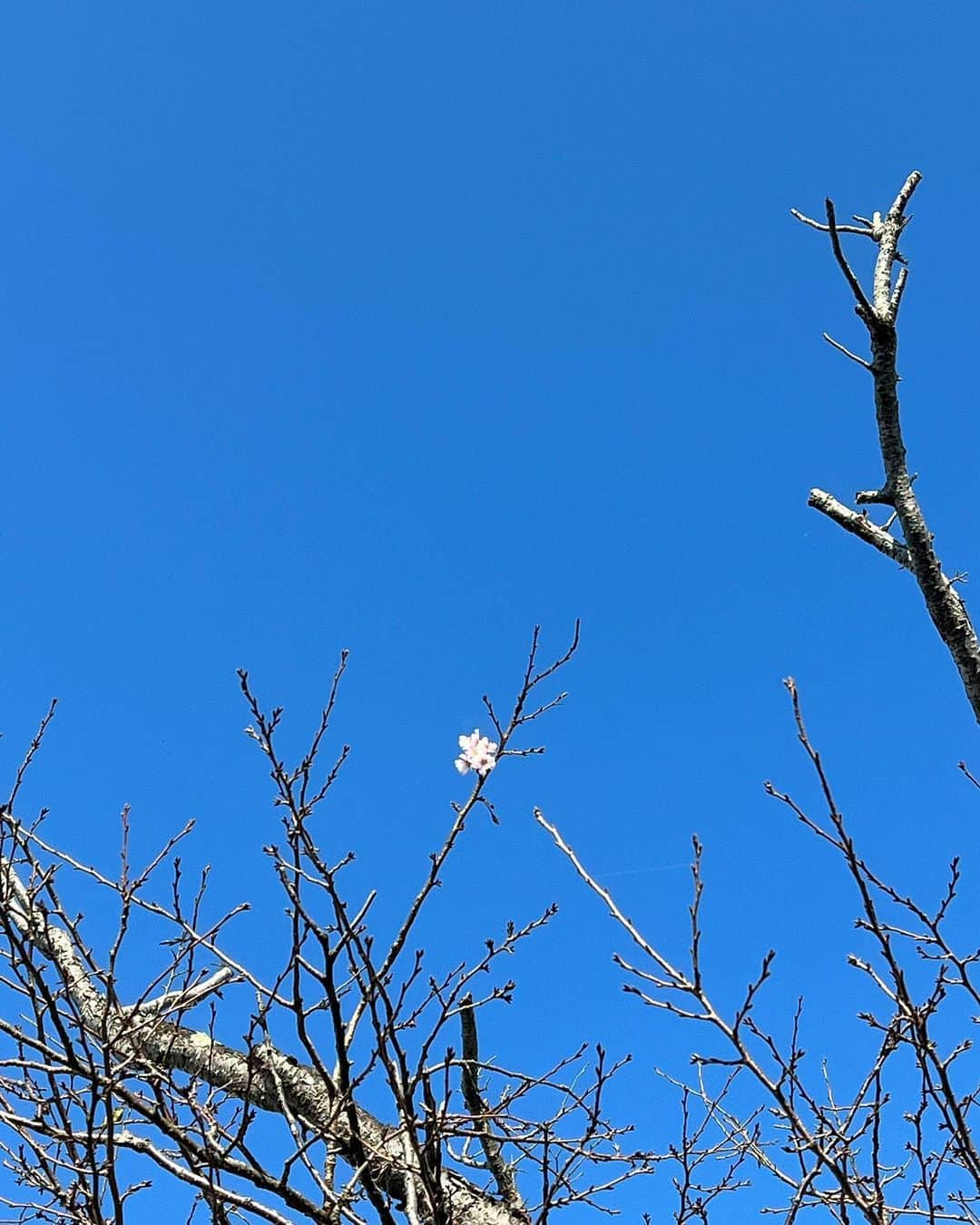 鈴木杏樹さんのインスタグラム写真 - (鈴木杏樹Instagram)「見て見て✨✨  季節はずれの桜の花🌸🌸  あったかいからね🥰 うっかり 春かと思っちゃったのかな？✨  #鈴木杏樹#AnjuSuzuki  #桜 #桜咲く #青空 #空 #可愛い #ほっこり」10月29日 11時13分 - anju.suzuki_official