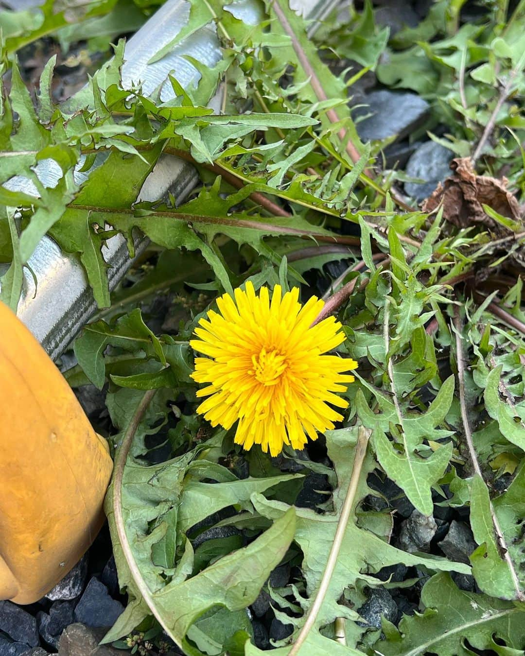 鈴木杏樹さんのインスタグラム写真 - (鈴木杏樹Instagram)「あらあら✨  たんぽぽ🌼まで✨  春だと思っちゃったの？？  ここは　 駐車場の車止め お願い🙏 踏まれちゃわないでね✨  元気に綿毛になるんだょー✨  #鈴木杏樹#AnjuSuzuki  #たんぽぽ #春のかけら #花 #季節はずれ #一輪の花 #かわいいね #綺麗に咲いてる #ほっこり」10月29日 12時02分 - anju.suzuki_official