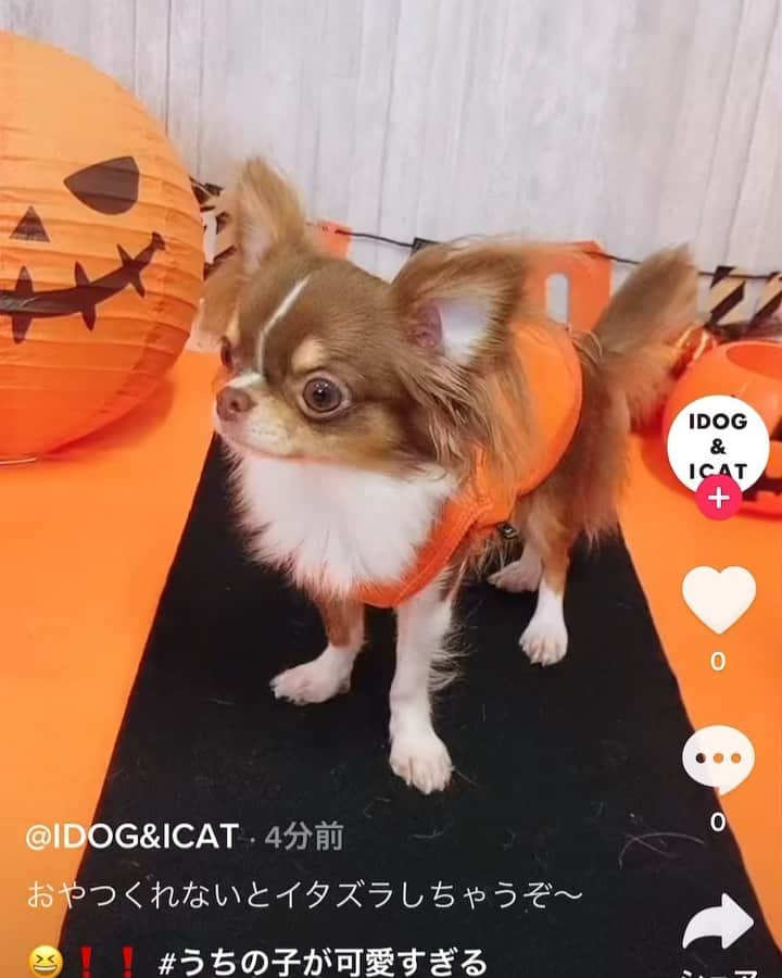 iDog&iCatのインスタグラム