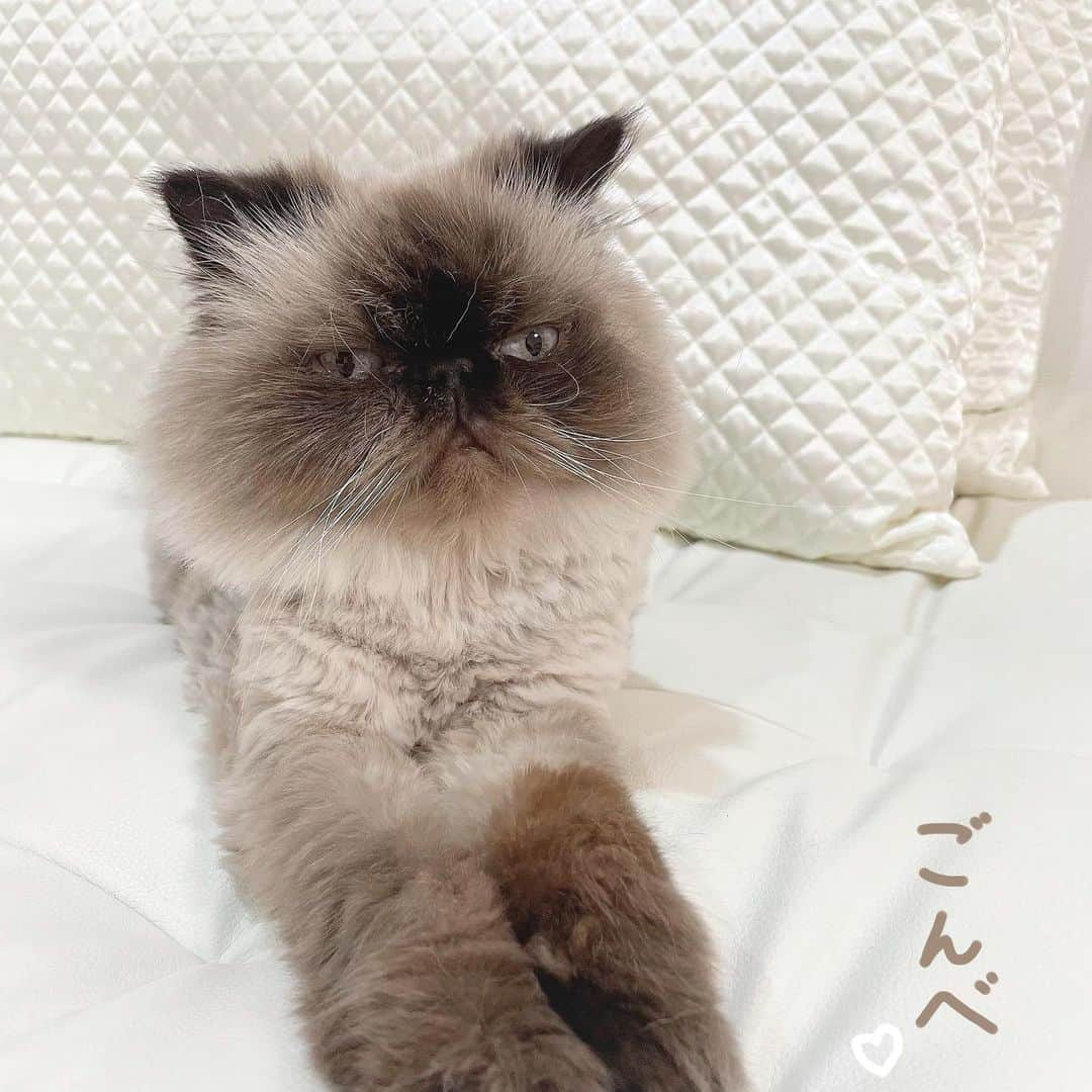 戸川栞那のインスタグラム：「ごんべ🐈♡  ( ’ º A º｀ ) ←この口が！！ たまらなくかわいいんです伝わってますか！！  ( ’ º A º｀ ) ←この口！！あああああかわいいいい  #ごんべ  #女の子 #うちのこ世界一 #うちのこかわいい #ヒマラヤン #ヒマラヤン猫 #ひまらやん #cat #himalayan #himalayancat #長毛猫 #猫 #猫のいる暮らし #猫のいる生活 #ぶさかわ #ぶさかわ猫 #ぶちゃかわ #ねこ部 #ねこすたぐらむ #ねこ好き #ねこのいる暮らし #ねこすきさんと繋がりたい #ねこら部 #ネコ #ネコ部 #ネコスタグラム」