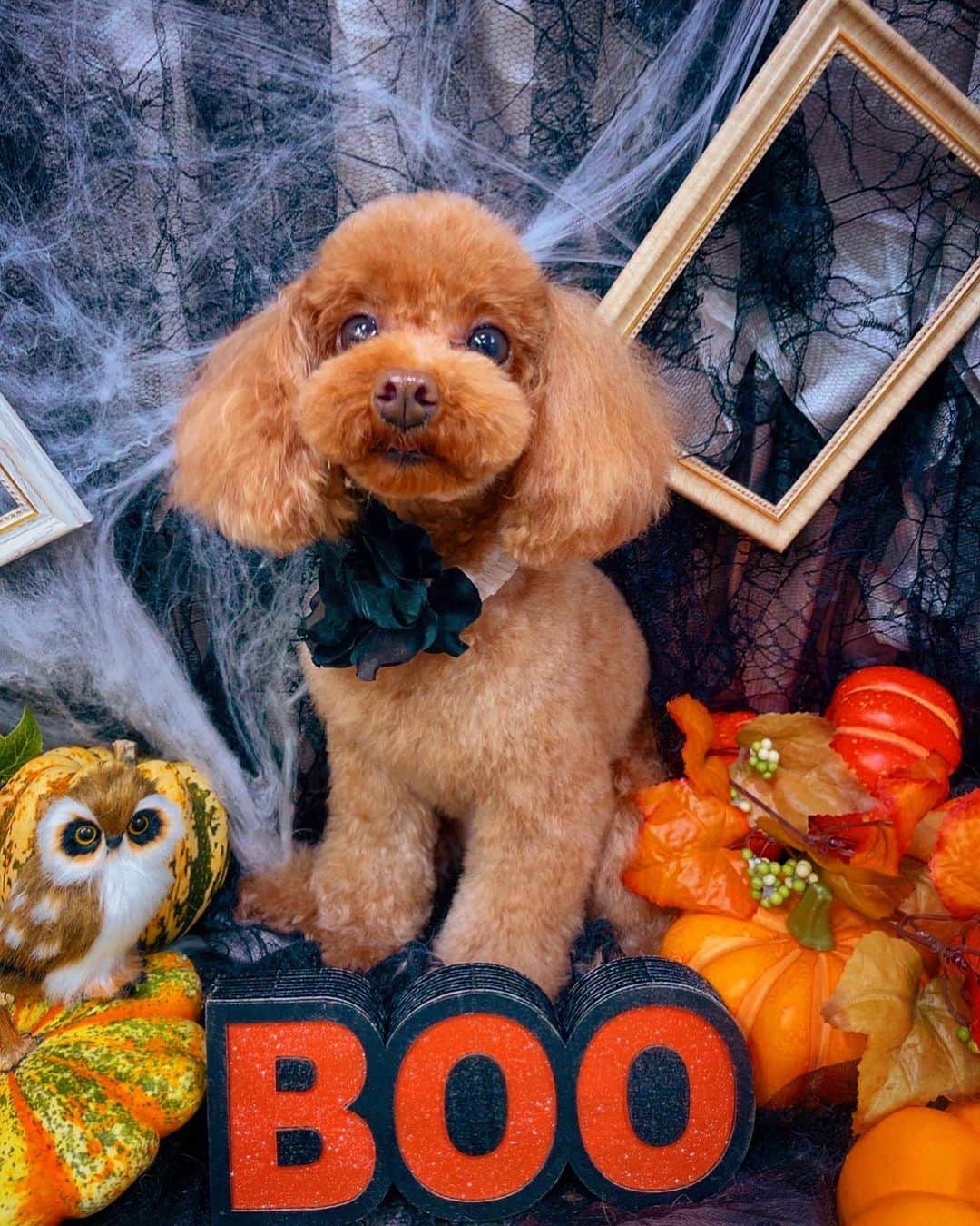 ☆SH!NR!☆のインスタグラム：「コハちゃん先にハロウィン味わったぜよ🎃お主はなんて可愛いのだ。」