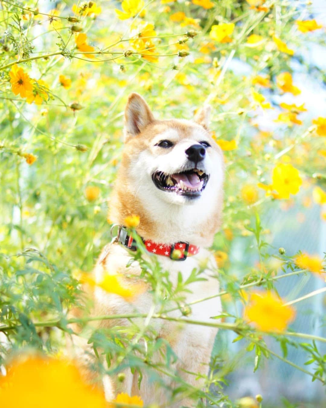 柴犬 ゆりさんのインスタグラム写真 - (柴犬 ゆりInstagram)「2021.10.29  お久しぶりです😌 ゆりは元気にしております🐶 (体カイカイやら爪折れてたやらで時々病院には行ってますが😅)  #柴犬 #犬 #dog #dogstagram #shibainu #shibastagram #bestjapanpics #japan_daytime_view #tokyocameraclub #team_jp_ #instagramjapan #igersjp #コスモス #ビューティープロコンテスト @beautypro_contest   リードは背中側に隠してます」10月29日 23時57分 - shibainuholic