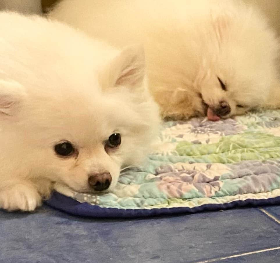 JEWELのインスタグラム：「when you really really want to hang out but your friend is hung over!🤣🤣🤣 #weekend #saturday #pomeranian #pom #iweeklyfluffy #bestfriends #dogstagram #petsofinstagram」