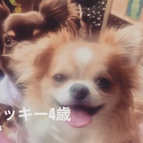 小島聡のインスタグラム：「ラッキー誕生日おめでとう！！！！  #小島聡  #新日本プロレス  #チワワ  #チワワのいる暮らし」