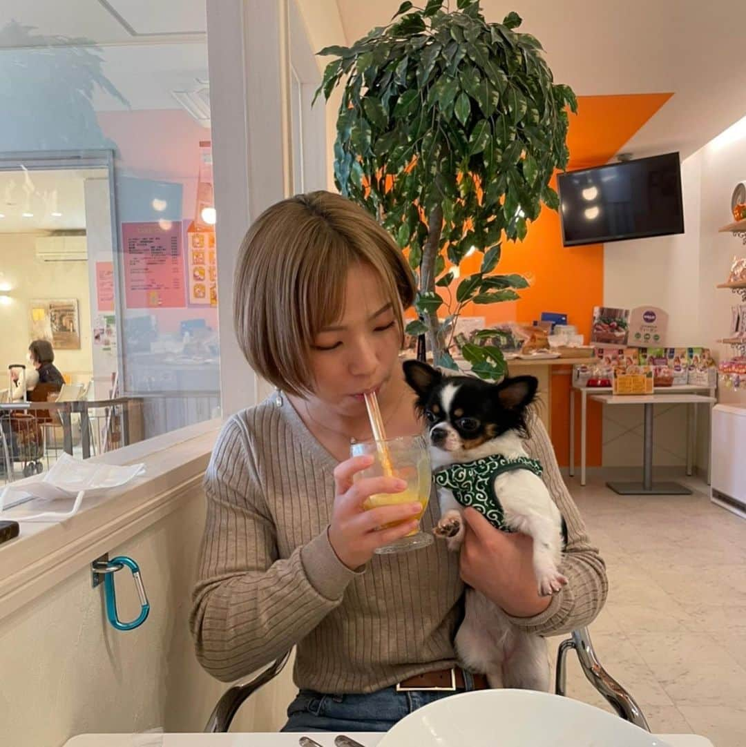 川井友香子のインスタグラム：「. 犬といけるカフェ🐶🐾 コウモリとサメのハーフになった犬たち😹💘」