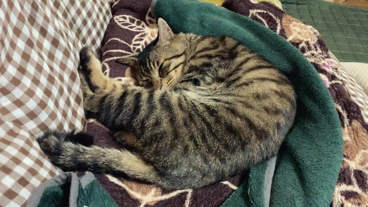 Musashiのインスタグラム：「おはムサシの音無動画。あなたもだんだん眠くなる。Sleepy head. #musashi #mck #cat #キジトラ #ムサシさん #ねこすたぐらむ #musashi_the_cat」
