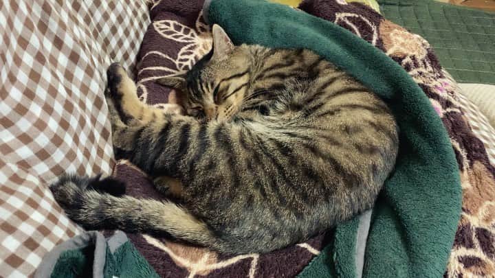 のインスタグラム：「おはムサシの音無動画。あなたもだんだん眠くなる。Sleepy head. #musashi #mck #cat #キジトラ #ムサシさん #ねこすたぐらむ #musashi_the_cat」
