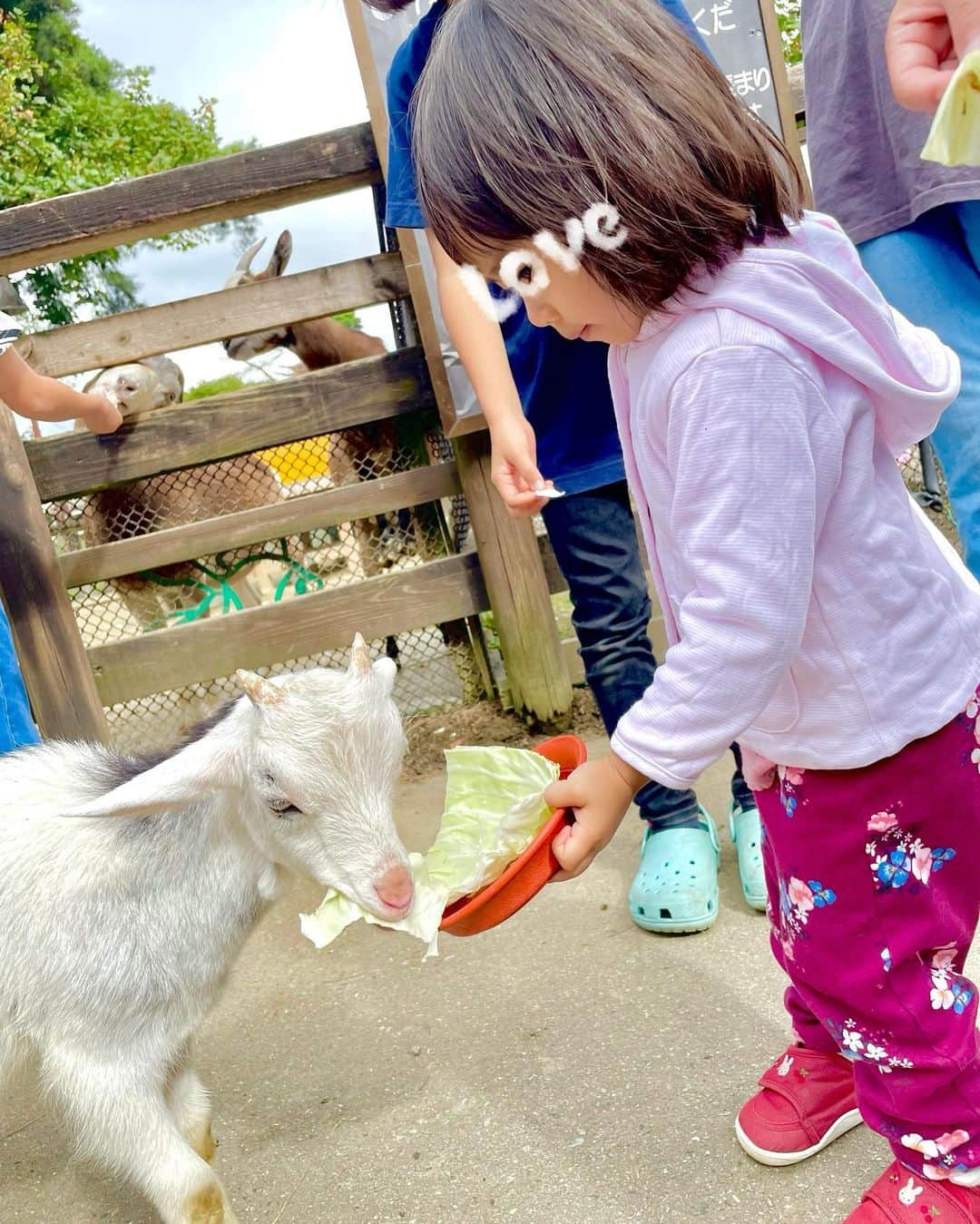 桜井未来さんのインスタグラム写真 - (桜井未来Instagram)「ヤギさんに餌やり🥕 赤ちゃんヤギ🐐が可愛かった💓  #那須 #旅行 #那須旅行 #トリップ #trip #japantrip #那須高原 #温泉 #温泉旅行 #牧場 #乗馬 #馬 #乗馬体験 #餌やり #遊園地 #子供の遊び場 #子供 #キッズ #ベビー #親子コーデ #親子リンクコーデ #ootd #fashon #ファッション  #ママモデル #ママ #ママリ #千本松牧場 #那須千本松牧場」10月30日 17時43分 - miki.sakurai0214