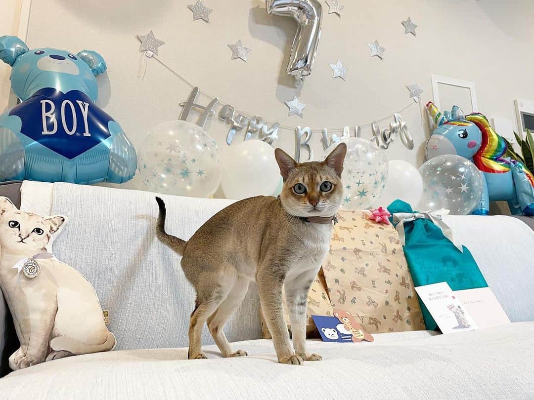 モルト♡Malt(Singapuracat)のインスタグラム：「🎂HAPPY BIRTHDAY🎂 モルト7歳になりました💙 * すごい久しぶりの投稿になったけど、みにゃさんお元気かな？🐱 * * Instagram使わないうちに操作が全然わからなくなってる😵‍💫」