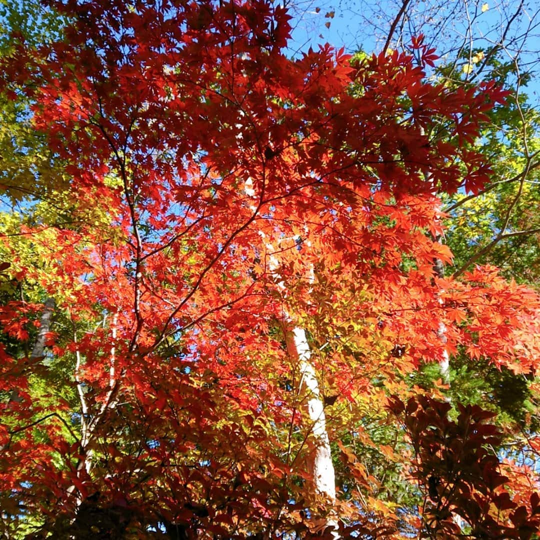 富永美樹さんのインスタグラム写真 - (富永美樹Instagram)「#秋の風景 #富士北麓 #紅葉🍁  #富士山 にかかる#天使の梯子  #美しかった  #今日の富士山 #河口湖   #秋 #秋大好き  #行楽日和 #青空  #撮影場所 #富士河口湖町  #紅葉まつり #紅葉回廊 #紅葉スポット #ほうとう #うま #食欲の秋  #コキア #大石公園 #鳴沢村 #山梨県  #自然に癒される  #景色最高 😁 #風景写真」10月30日 19時45分 - miki.tominaga.official