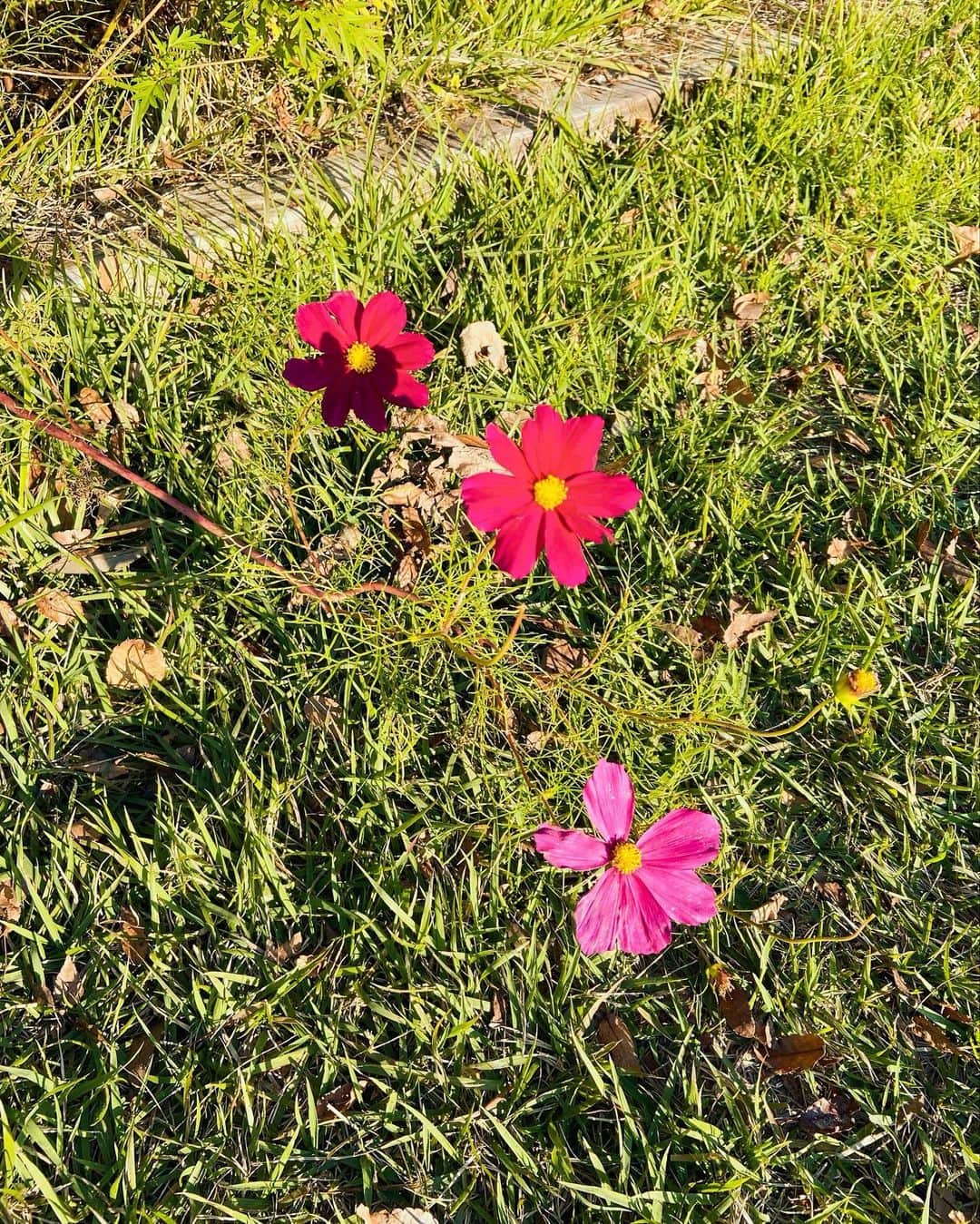 瑞原明奈さんのインスタグラム写真 - (瑞原明奈Instagram)「お花かわいい」10月30日 19時56分 - akinamz