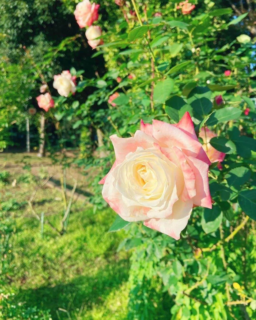 瑞原明奈のインスタグラム：「お花かわいい」