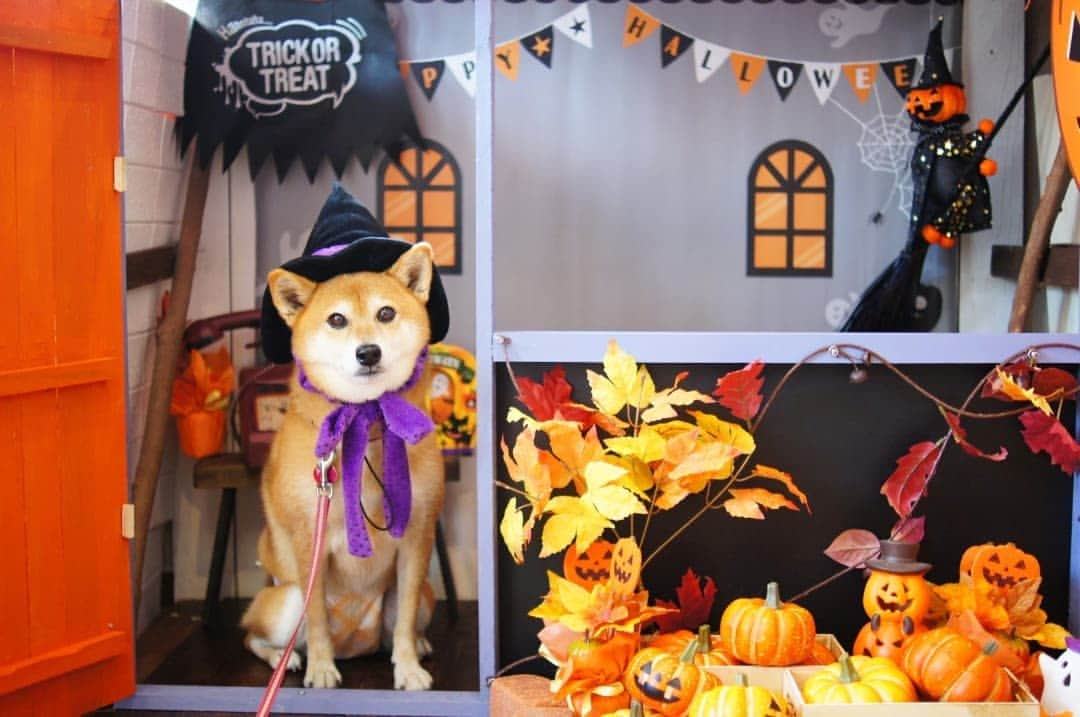 柴犬 ゆりさんのインスタグラム写真 - (柴犬 ゆりInstagram)「2021.10.31 Happy halloween🎃  ドッグカフェで魔女に変身🧙‍♀️  #ハロウィン #halloween #犬 #柴犬 #dog #dogstagram #shibainu #shibastagram #bestjapanpics #japan_daytime_view #tokyocameraclub #team_jp_ #igersjp #ペティオハロウィン @petio_  #うちの子ハロウィン @animalabo_official #ビューティープロコンテスト @beautypro_contest」10月31日 17時15分 - shibainuholic