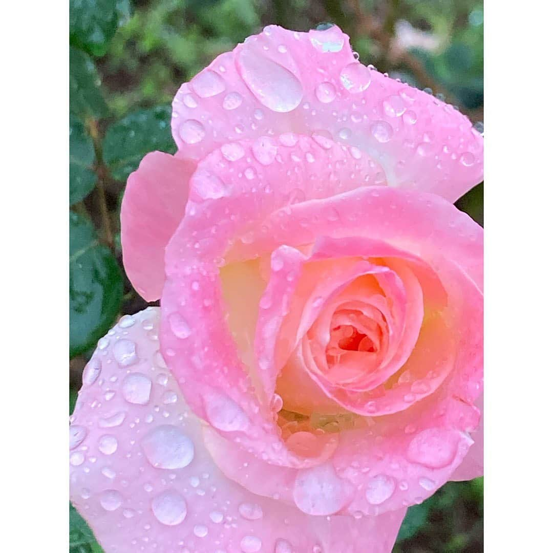 石橋静河さんのインスタグラム写真 - (石橋静河Instagram)「💦💦💦  Sometimes rain sucks but it makes the flowers look even more beautiful🧡  私は今回、期日前投票にしました！ できることからひとつずつ🤏🏻  #わたしも投票します」10月31日 17時44分 - shizuka_isbs