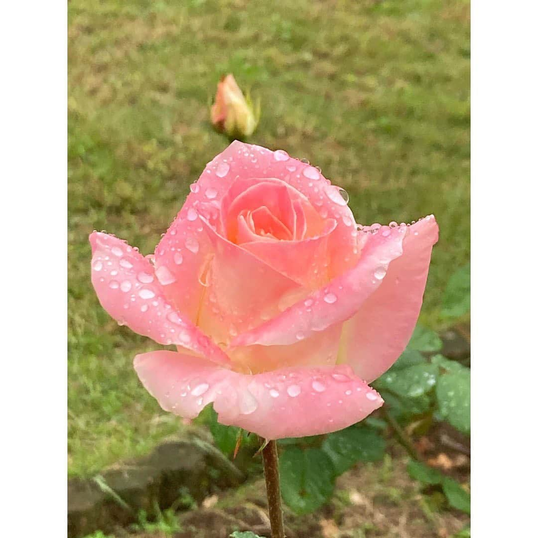 石橋静河さんのインスタグラム写真 - (石橋静河Instagram)「💦💦💦  Sometimes rain sucks but it makes the flowers look even more beautiful🧡  私は今回、期日前投票にしました！ できることからひとつずつ🤏🏻  #わたしも投票します」10月31日 17時44分 - shizuka_isbs