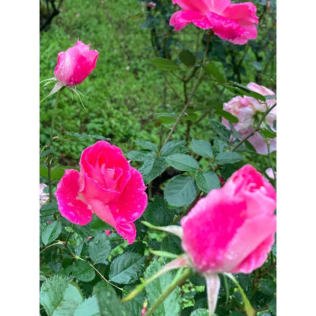 石橋静河さんのインスタグラム写真 - (石橋静河Instagram)「💦💦💦  Sometimes rain sucks but it makes the flowers look even more beautiful🧡  私は今回、期日前投票にしました！ できることからひとつずつ🤏🏻  #わたしも投票します」10月31日 17時44分 - shizuka_isbs