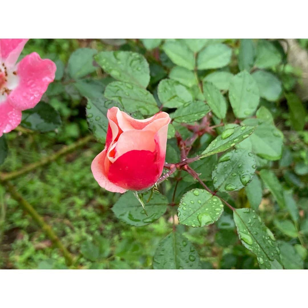 石橋静河さんのインスタグラム写真 - (石橋静河Instagram)「💦💦💦  Sometimes rain sucks but it makes the flowers look even more beautiful🧡  私は今回、期日前投票にしました！ できることからひとつずつ🤏🏻  #わたしも投票します」10月31日 17時44分 - shizuka_isbs