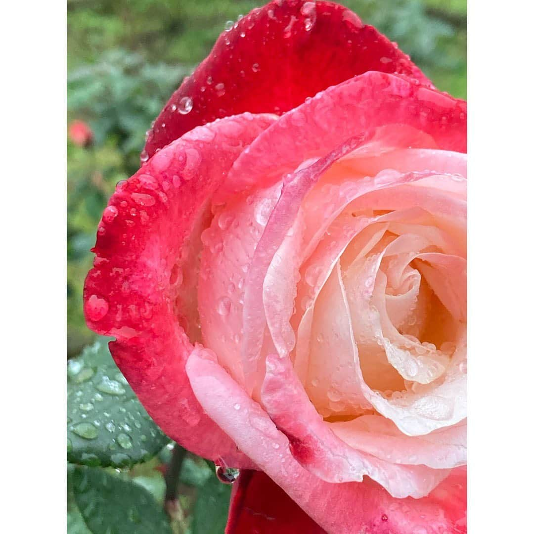 石橋静河のインスタグラム：「💦💦💦  Sometimes rain sucks but it makes the flowers look even more beautiful🧡  私は今回、期日前投票にしました！ できることからひとつずつ🤏🏻  #わたしも投票します」