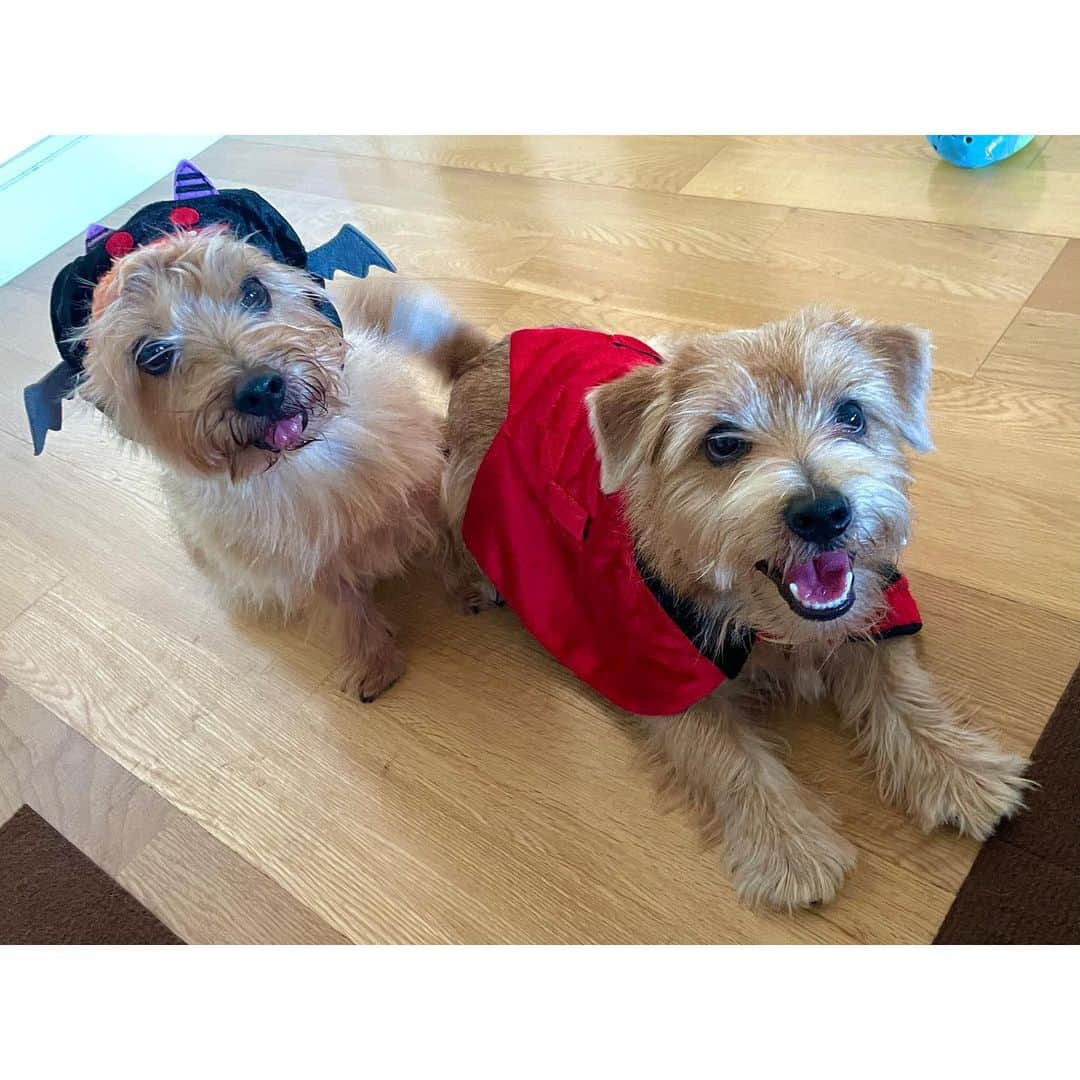 真野恵里菜さんのインスタグラム写真 - (真野恵里菜Instagram)「Trick or Treat！🍪🦇 #happyhalloween  #犬のいる暮らし」10月31日 17時40分 - erinamano_official