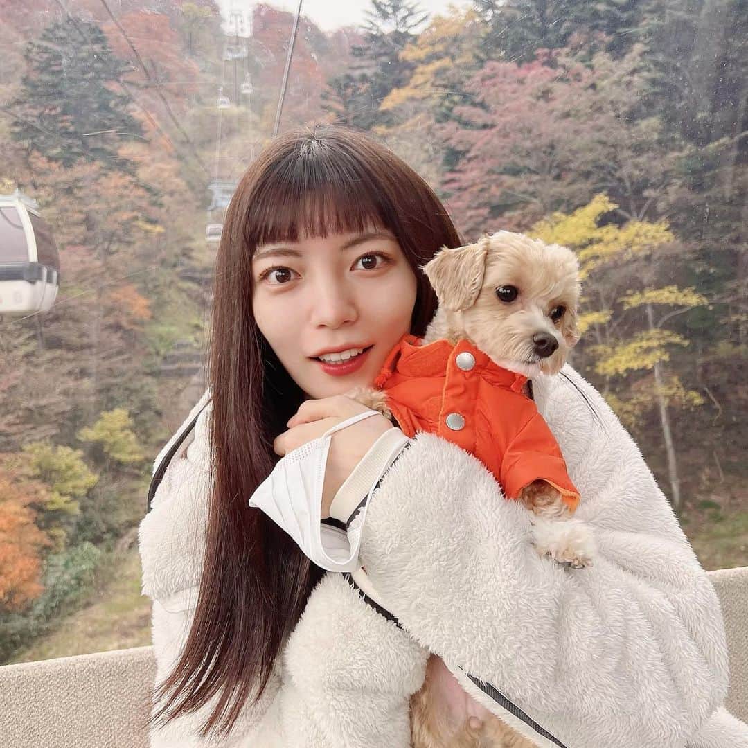 美緒のインスタグラム：「ロープウェイに乗ってきました☁️ 🐶も一緒に乗れて、山頂にはドッグランもあって楽しかった〜 紅葉も綺麗でした🍁 (オン眉になりました🧏🏻‍♀️)  #ロープウェイ #紅葉 #マルプー #まるぷー #マルプー連合 #愛犬 #オン眉」