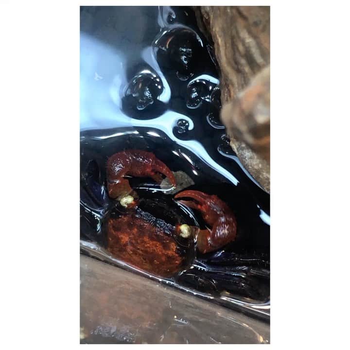 Baekのインスタグラム：「My vampire crab family🦀  少し前から育てていたカニの子ガニが生まれた！ 私の育ているカニはドワーフクラブという1.5センチくらいの小さなカニですが鮮やかなオレンジや紫色だったりしてVampire crabとかred evil crabともよばれているみたいです。(紫の子は背中の模様が八重歯みたいで本当にバンパイヤぽいけど) そんな名前ですが実際はすごく臆病で葉っぱの下や岩の影に隠れているのが好きです。今は慣れて掃除の時は手にも乗るし餌をあげるとハサミ？手？でとって摘んで食べます。 うまくいけば子供ねカニが生まれるとは聞いたけどなかなか成功例が見つからずとりあえず毎日餌をあげていたけど、朝掃除していたら小さな何かが動いていてよく見たら透明な小さいカニが生まれていた！３ミリくらいでと手も小さいけどハサミもついていて可愛いです…🦀これからなに色になるのか楽しみ！  #カニ #vampirecrab」