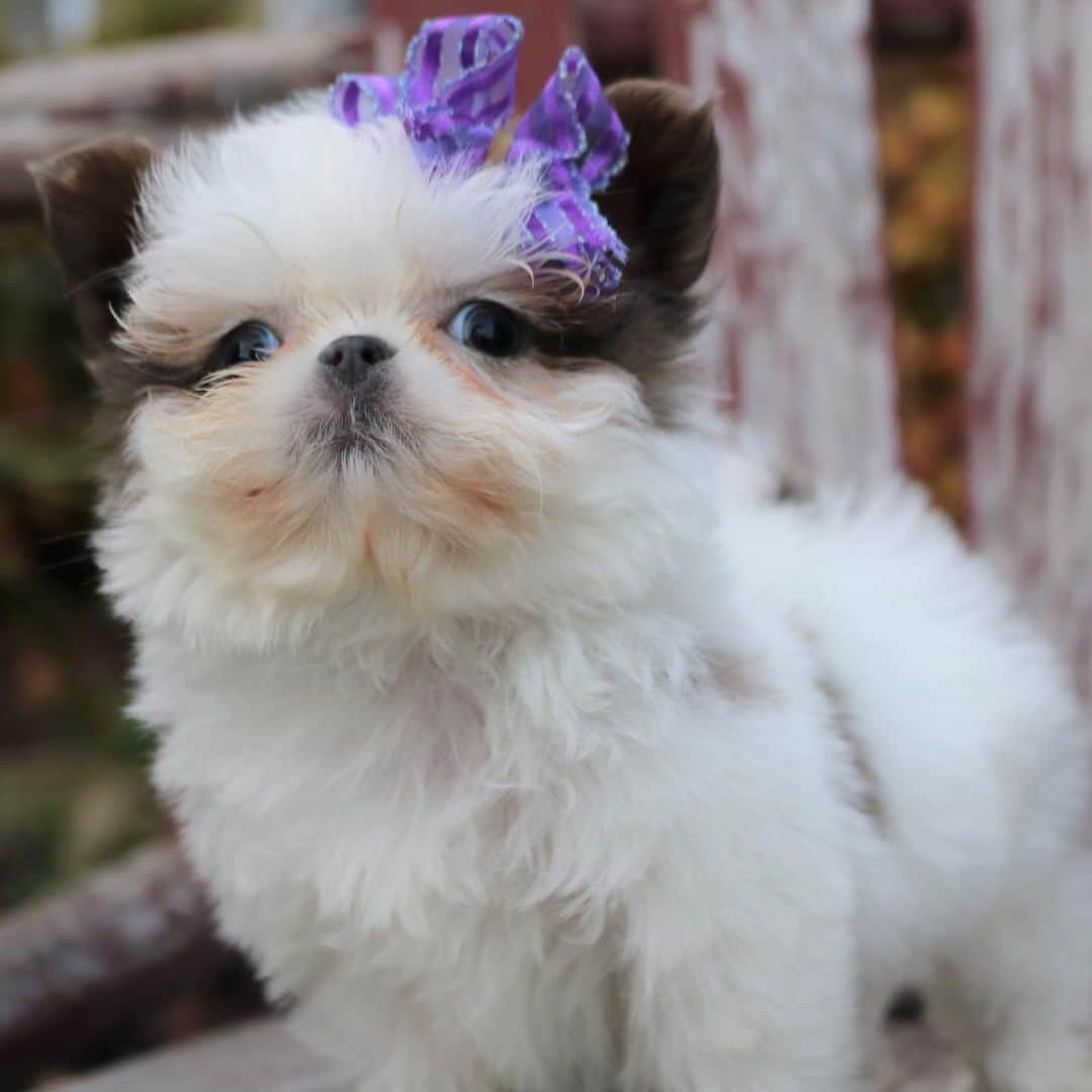 テラン・ヒロウさんのインスタグラム写真 - (テラン・ヒロウInstagram)「Meet GiGi & Turbo’s little sister, Mai Ly 🦁🌸 my sweet little lavender & cream, blue-eyed Chinese Imperial Shih Tzu」10月31日 15時12分 - terannhilow