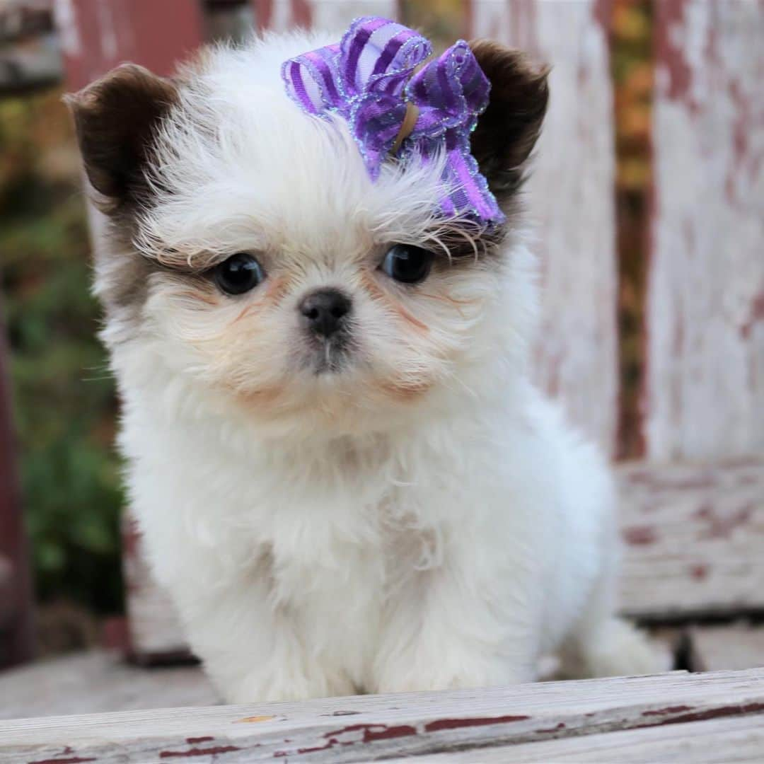 テラン・ヒロウさんのインスタグラム写真 - (テラン・ヒロウInstagram)「Meet GiGi & Turbo’s little sister, Mai Ly 🦁🌸 my sweet little lavender & cream, blue-eyed Chinese Imperial Shih Tzu」10月31日 15時12分 - terannhilow