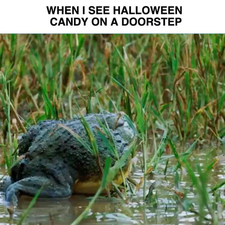 イアン・ハーディンクのインスタグラム：「What’s this “self control” you speak of? #AppleSlicesAreNotHalloweenCandy」