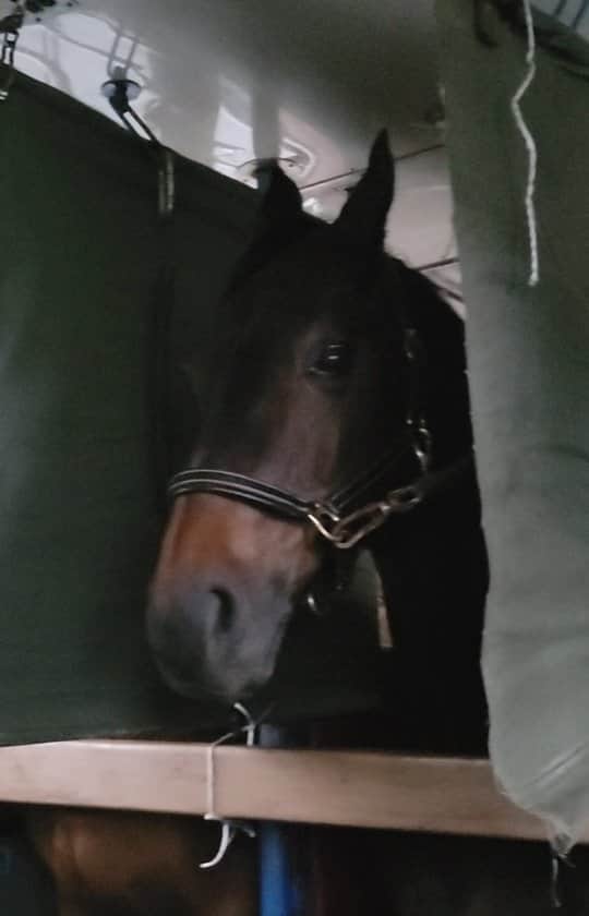 林伸伍のインスタグラム：「競技会終了！ 帰るまでが遠足🐴🐴🐴」