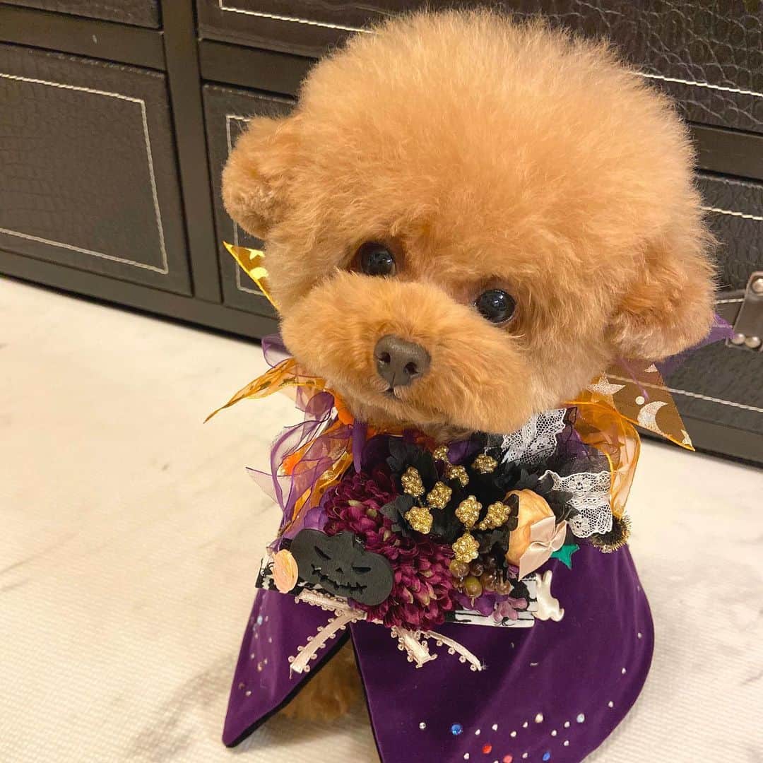 のインスタグラム：「今日はしらすも一緒に午前中に選挙投票に行って… しらす先輩に1票入れようと思ったら… 立候補するの忘れたから💦 今回はしらす先輩に投票できず…無念🤪 しかもしらす先輩には投票券届いてなくて😅 しらすも40過ぎのオッサンなんだけどなぁ🤔 貧祖なハロウィン2021☠🎃HappyHalloween🍭🍬 ・ ・ 📌しらす先輩カレンダー Amazon、楽天などで発売しております👏 @sirasusenpai プロフィールにリンク有り✨ ・ ・ ・ #toypoodle#toypoodlegram #pets #pup#わんちゃん#lovedog #ハロウィン#dogsofinstagram  #トイプードルカット#instapoodle #prettydog #petlovers #いぬ#もふもふ#いぬのいる暮らし #いぬすたぐらむ #しらす先輩#わんちゃん #poodlelover #トイプー #instagrammer #inu #癒しわんこ #poodlepuppy#cute#minidog#ティーカッププードル#with#ゆるキャン #トイプードルレッド」